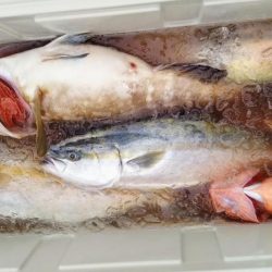 康仁丸・ジギング釣り果